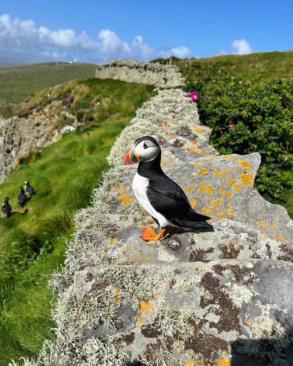 If you’re really lucky, the Puffins will land beside you, on the boundary wall! 

📷 Kiera Munro, August 2024.
