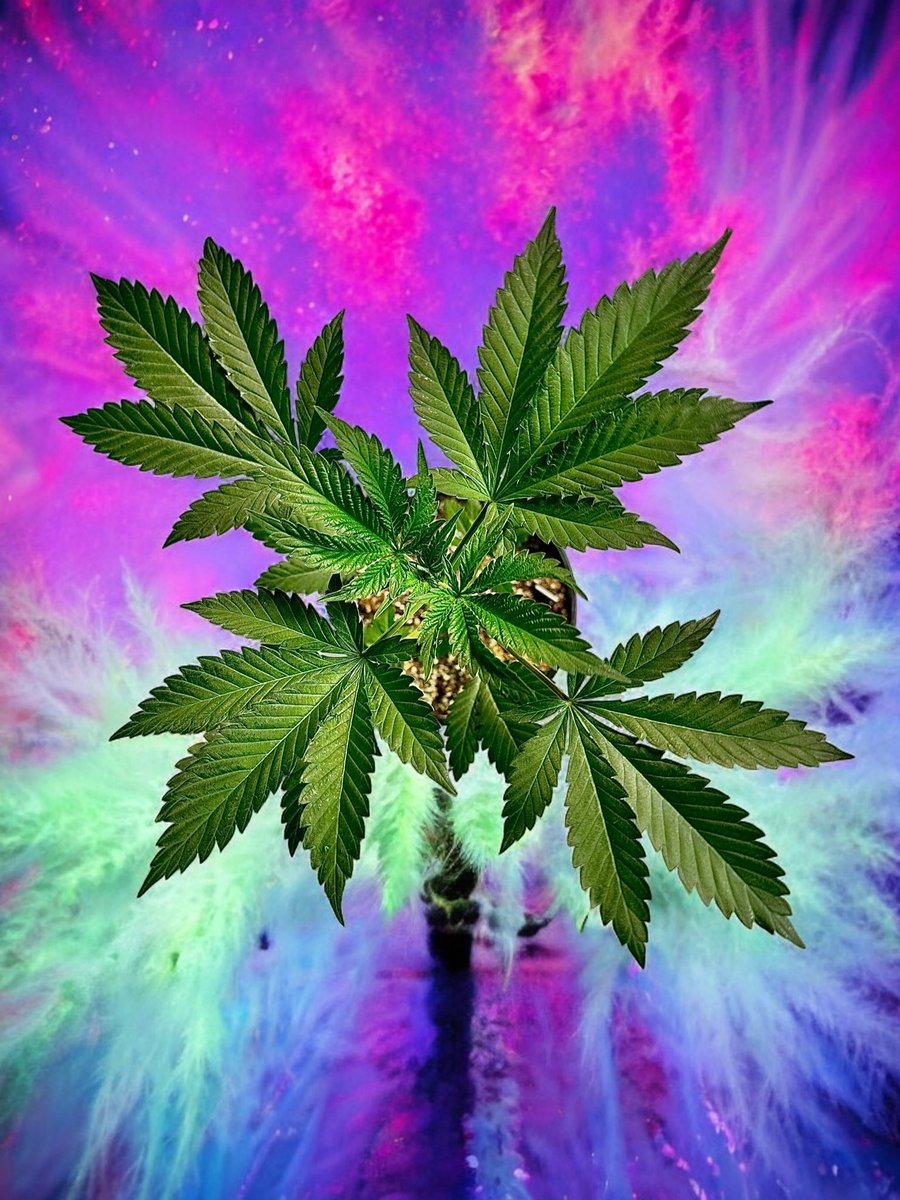 Cannabis is art.

Let me cook