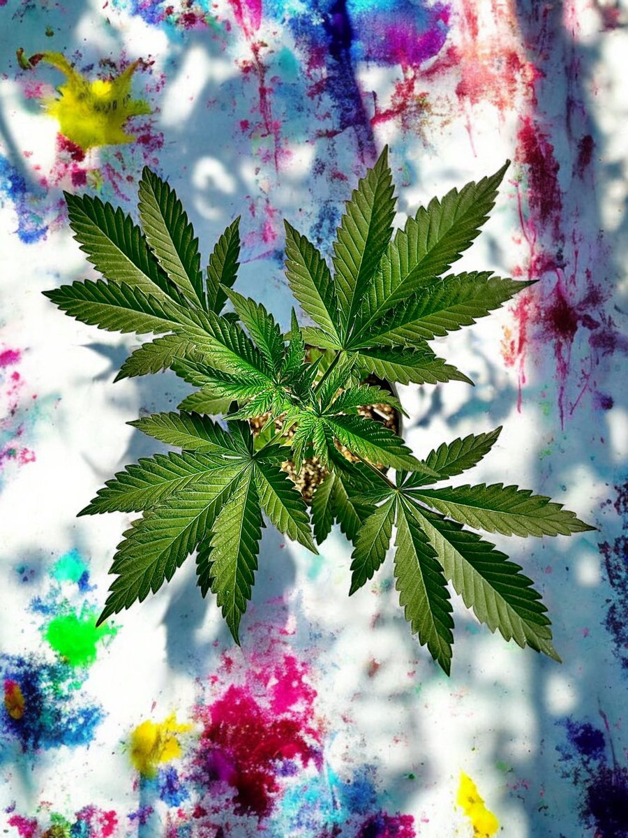 freegrow8's tweet photo. Cannabis is art.

Let me cook https://t.co/CJ3QEJAMWO