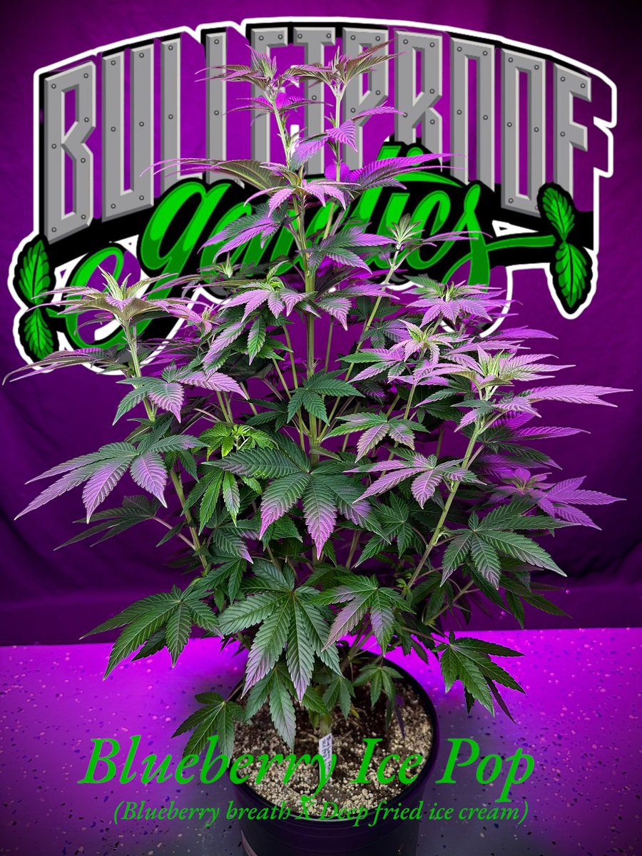 Blueberry ice pop.

I swear bulletproof are some of the best genetics I have ever grown.