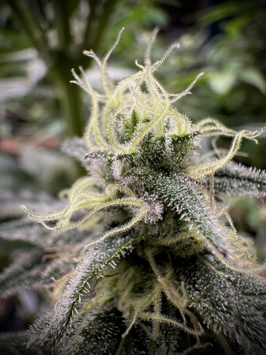 Freegrow8 (@freegrow8) on Twitter photo 