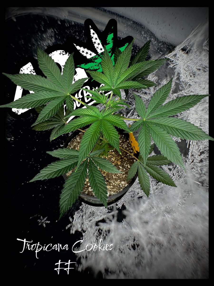 Tropicana cookies fast flower.

This picture consists of the a fastbuds sticker I shot and also the snowflakes off the hood of my car.