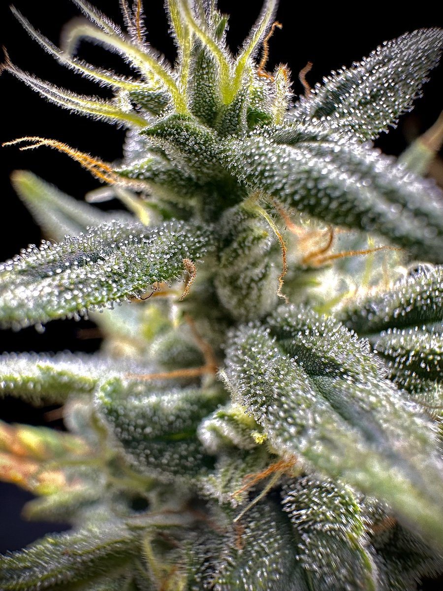 Strawberry banana by fastbuds.

Grown with emerald harvest