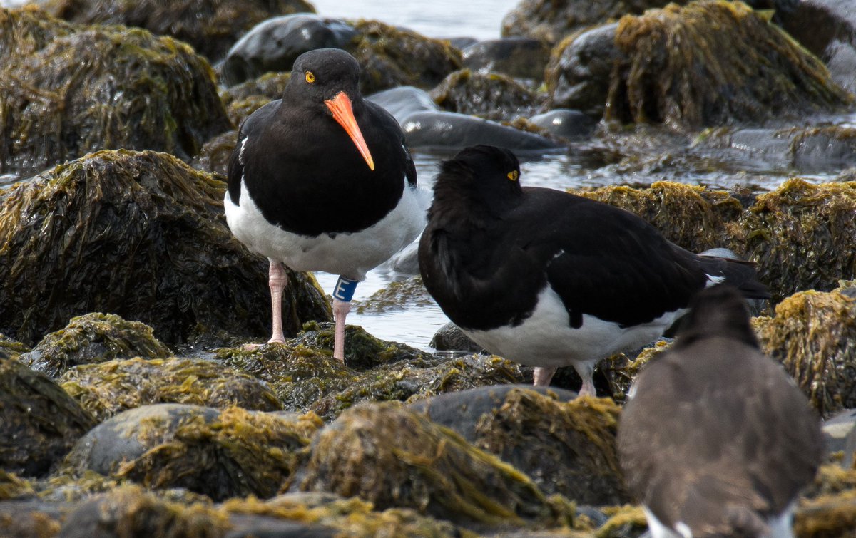 Carmen Espoz L. tweet media