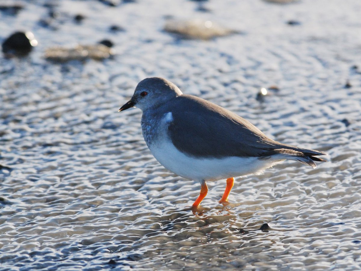 Carmen Espoz L. tweet media