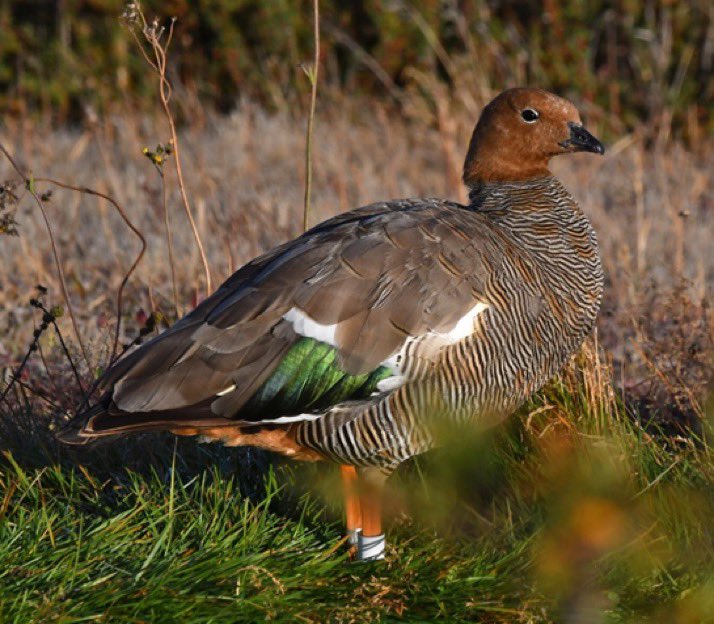 Carmen Espoz L. tweet media