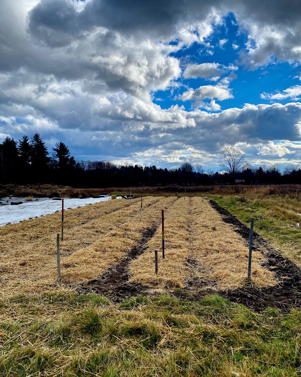 Yesterday was a good day! Garlic is planted 😊