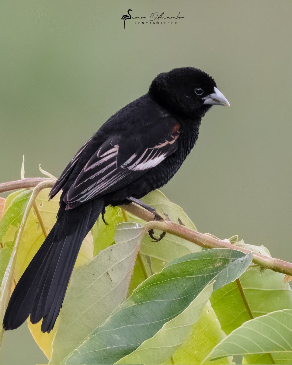 Kenyabirder's tweet photo. White-winged Widowbird https://t.co/26u2q0iq4Z