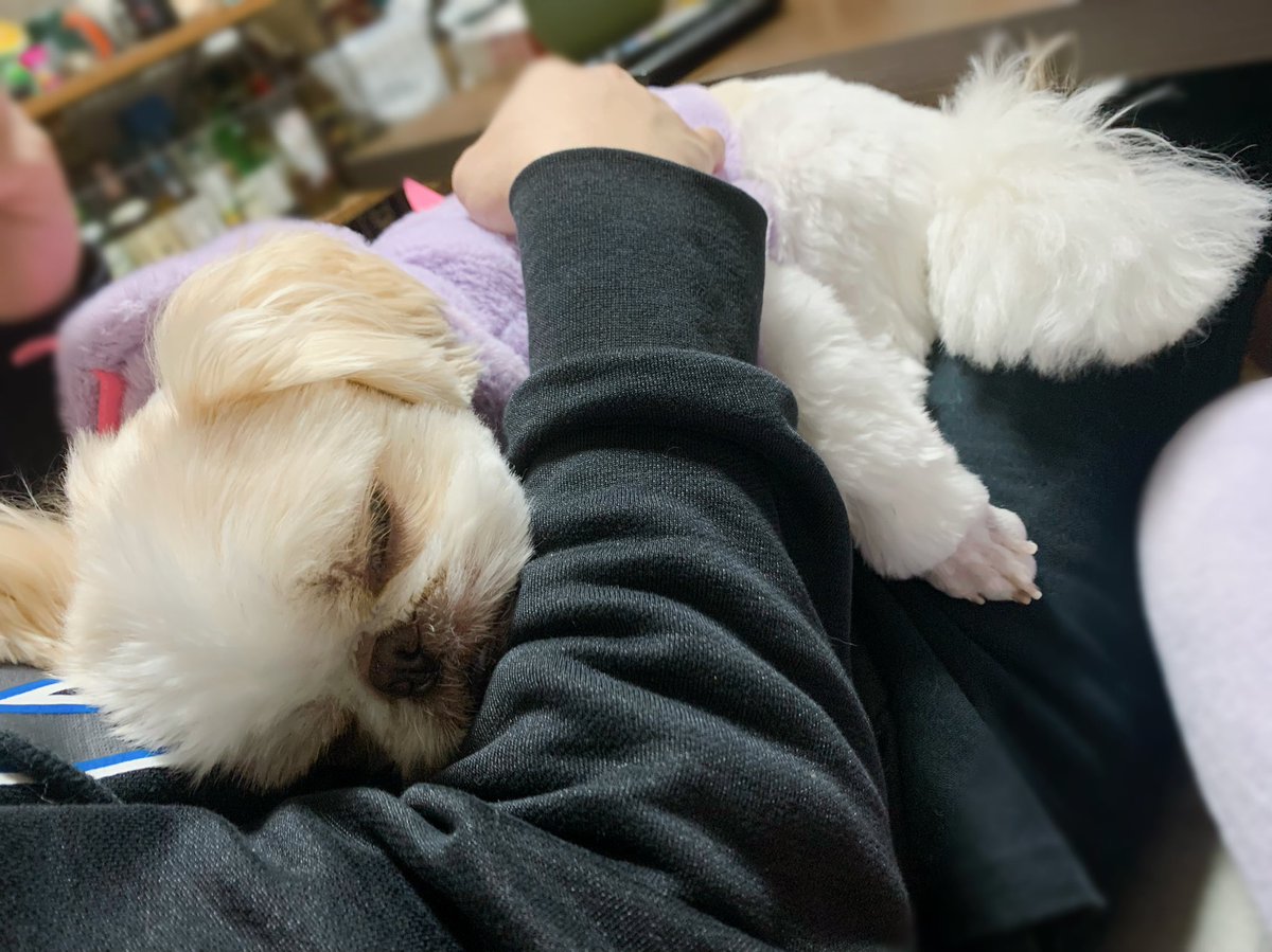 暖かいかイッヌ🐶☺