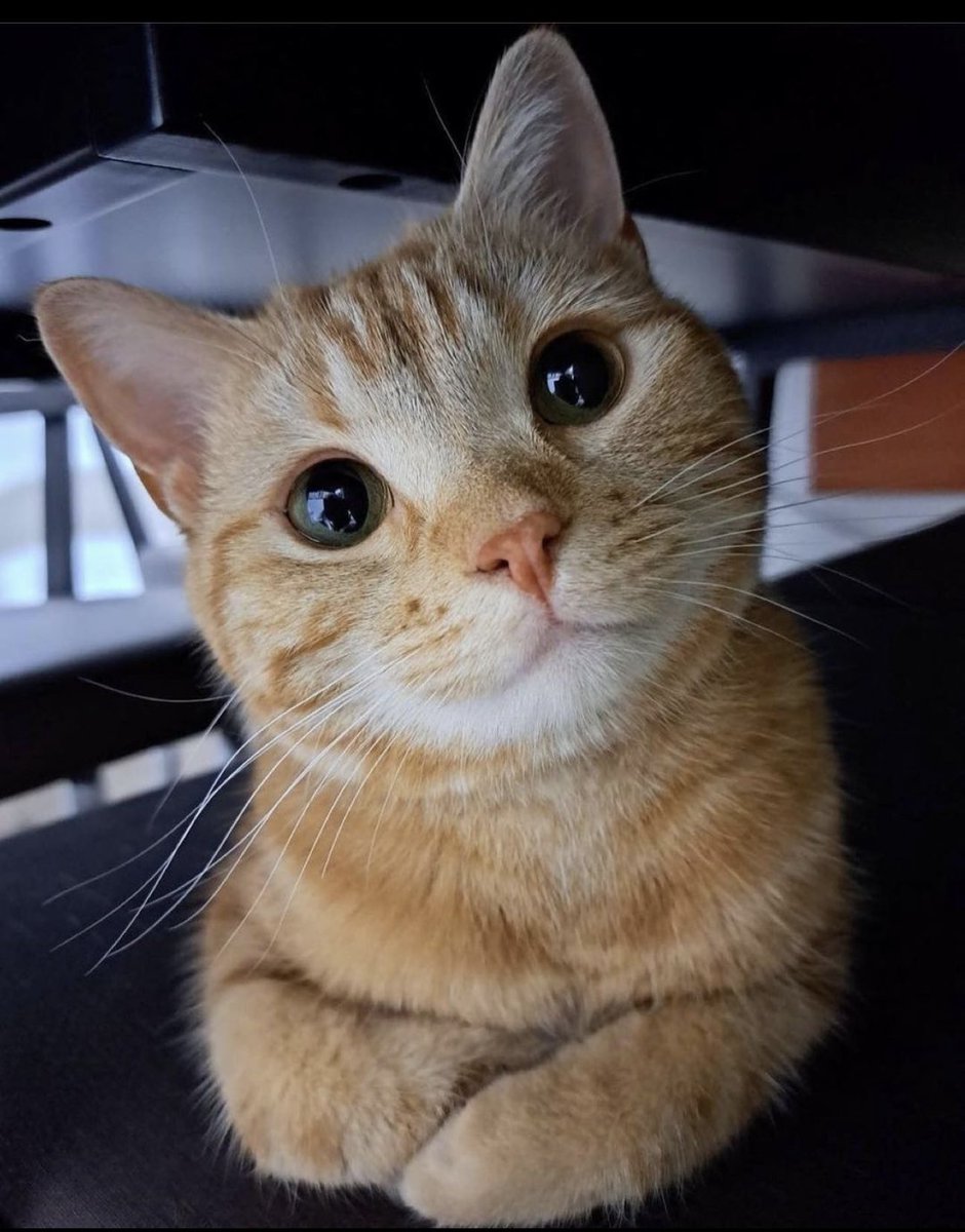 smol silly cat tweet media