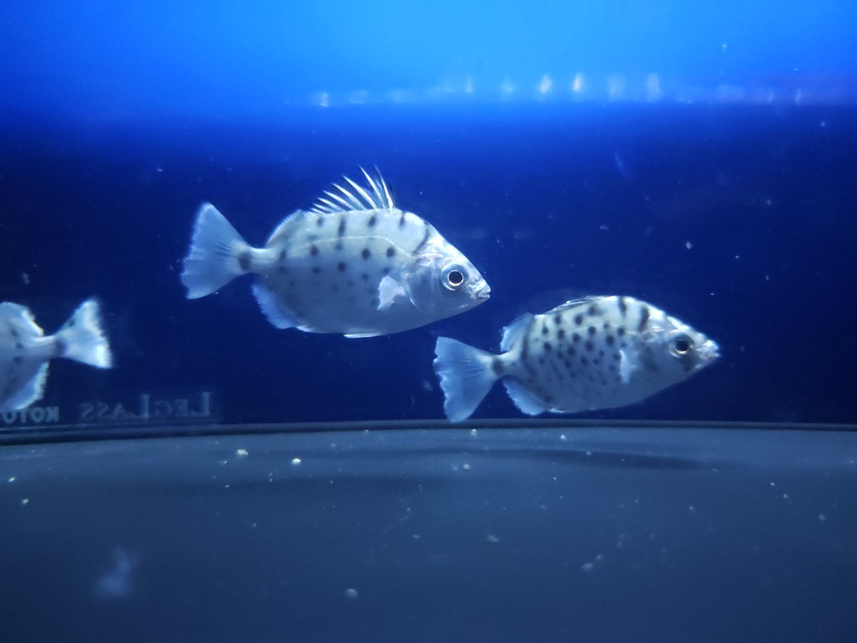 YAMATOFISH212's tweet photo. 今日も無事に輸入が終わり新しい魚が入ってきました https://t.co/Gw2Br5AzPZ