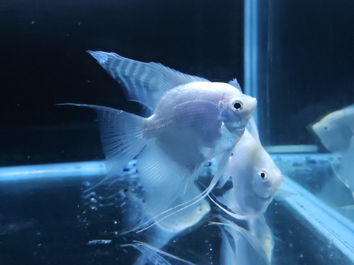 YAMATOFISH212's tweet photo. 今日も無事に輸入が終わり新しい魚が入ってきました https://t.co/Gw2Br5AzPZ