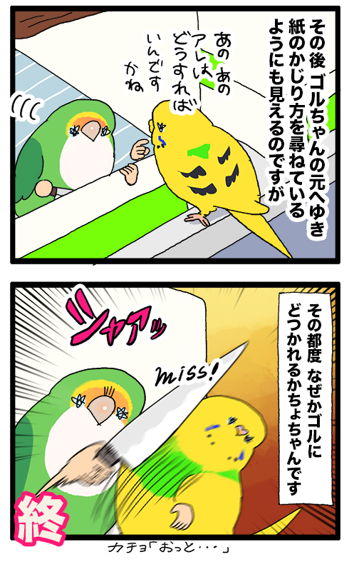 カチョちゃん、放鳥中のゴルちゃんと同じことをしたいみたいだけど……?🔪
1959 #えるポピの絵日記かくところ