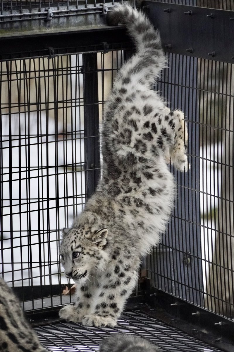 最大限うしろに逃げたユーリ❄️

2019.11

#ユキヒョウ