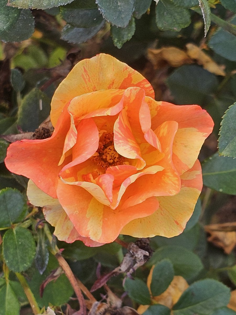 AntoStel's tweet image. Oggi e domani, e poi il #Roseto chiuderà sino alla prossima #primavera...

#roses
#Roma
#9novembre