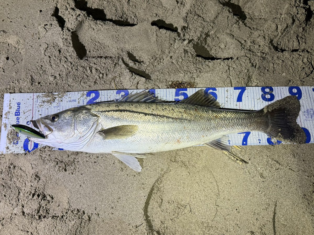 noskekun1031's tweet photo. 久しぶりに手が震える魚に出会えた
自己記録更新　90cm

〜タックル〜
ロッド　APIA Foojin'Zビーストブロウル93MH［BORON］
リール　DAIWA 22イグジストLT4000
ライン　東レ　シーバスPE 2号
ルアー　BariCraft スプーナー110F

#山陰シーバス
#宍道湖
#中海
#BariCraft
#スプーナー110F https://t.co/ztMHsTaZyz