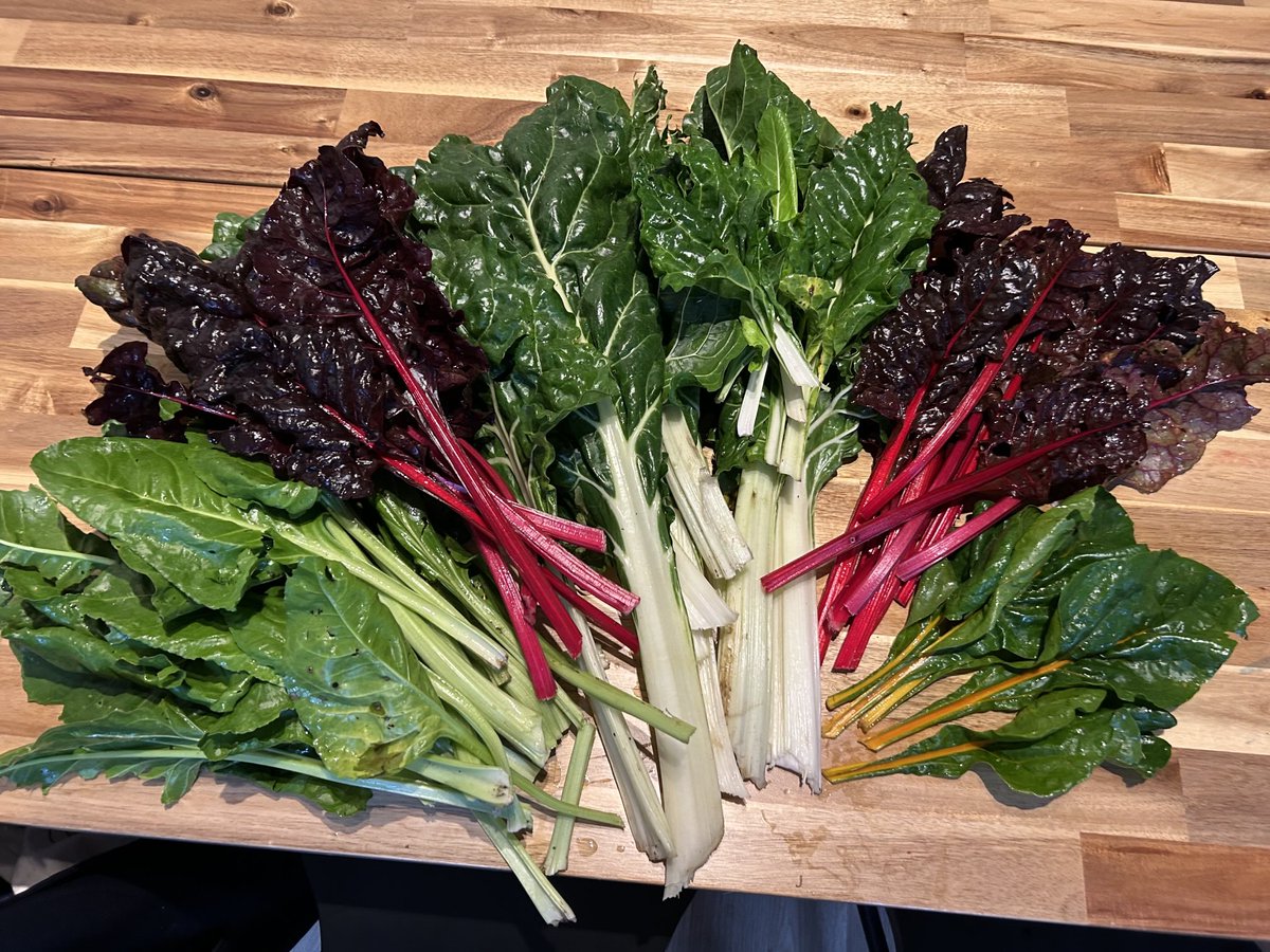 An unexpected autumn treat from the allotment. #SwissChard and spinach. And a few slugs.