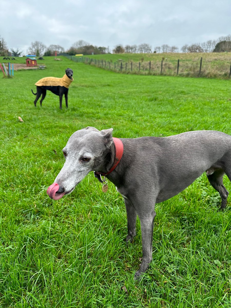 KyleScout1's tweet photo. Roller coaster of a day. Doused myself liberally in eau de fox poo and then had to endure the indignity of a shower. Totally worth it though https://t.co/Xw7ZI2yqAw