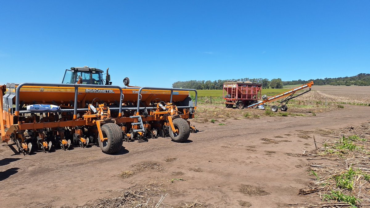 Siembra de girasol en 5 cerros, balcarce.