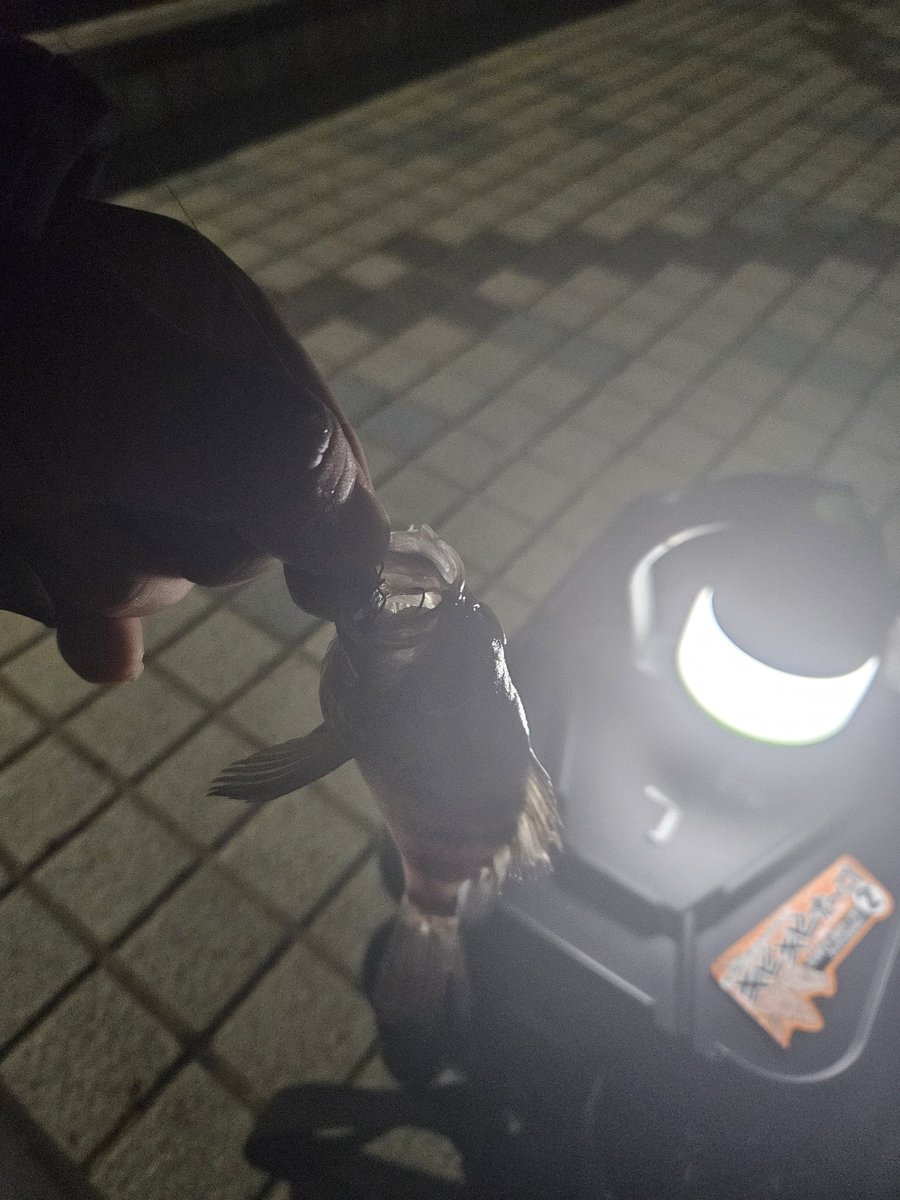 Raid_cha's tweet image. スズキ❗メバル❗ヒラメ❗

#ジャッカル
#タイドMAX 
#ペケリング
#スキャッドウォール