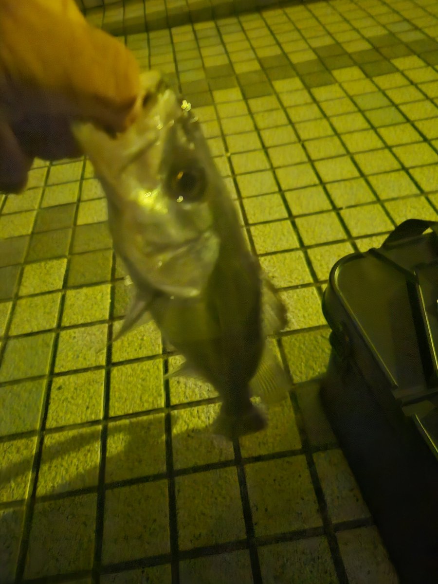 Raid_cha's tweet image. スズキ❗メバル❗ヒラメ❗

#ジャッカル
#タイドMAX 
#ペケリング
#スキャッドウォール