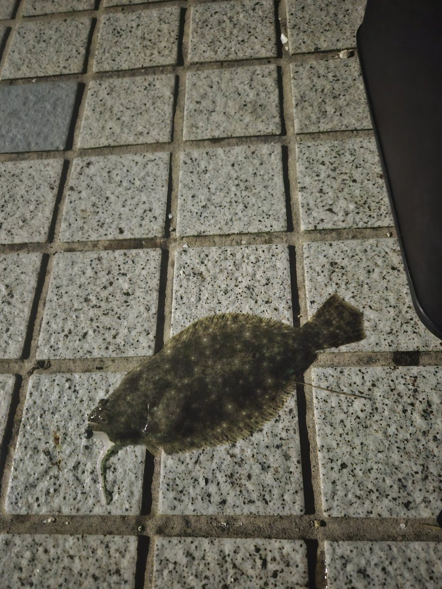 Raid_cha's tweet image. スズキ❗メバル❗ヒラメ❗

#ジャッカル
#タイドMAX 
#ペケリング
#スキャッドウォール