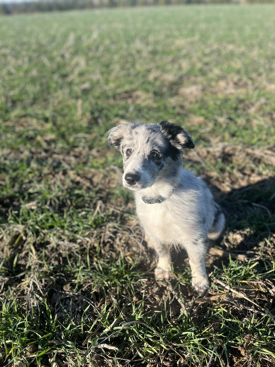 WeigelDrainage's tweet image. Good morning from beautiful Bruce County. My little helper looking at the @SnobelenSeeds wheat
