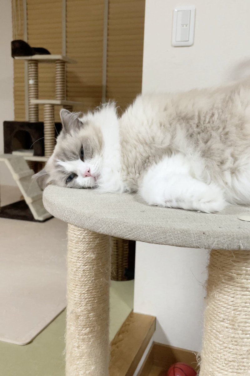 hinafan1228's tweet photo. ねむ〜💤

#ねこ　#猫写真　#猫かわいいね　#cats https://t.co/Fx9UjWpkMT