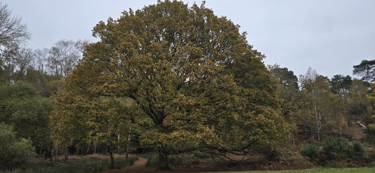 A bit of tree therapy 🌳🍁🍂🙏 #WildBrownsea <a href="/DWTBrownsea/">DorsetWildlife Trust</a> <a href="/DorsetWildlife/">Dorset Wildlife Trust</a> <a href="/BrownseaNT/">Brownsea Island</a>
