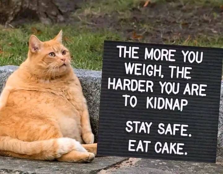 Cats and Kittens tweet media