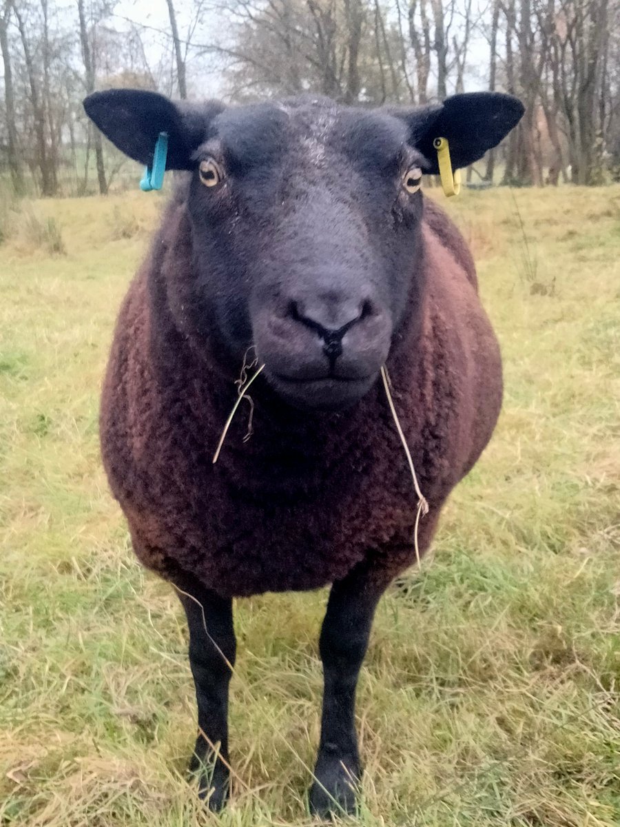 Lancsiron's tweet photo. @SUFCOfficial No mention of the #Macclads - No sheep til Buxton https://t.co/jhm6BpdJ7W
