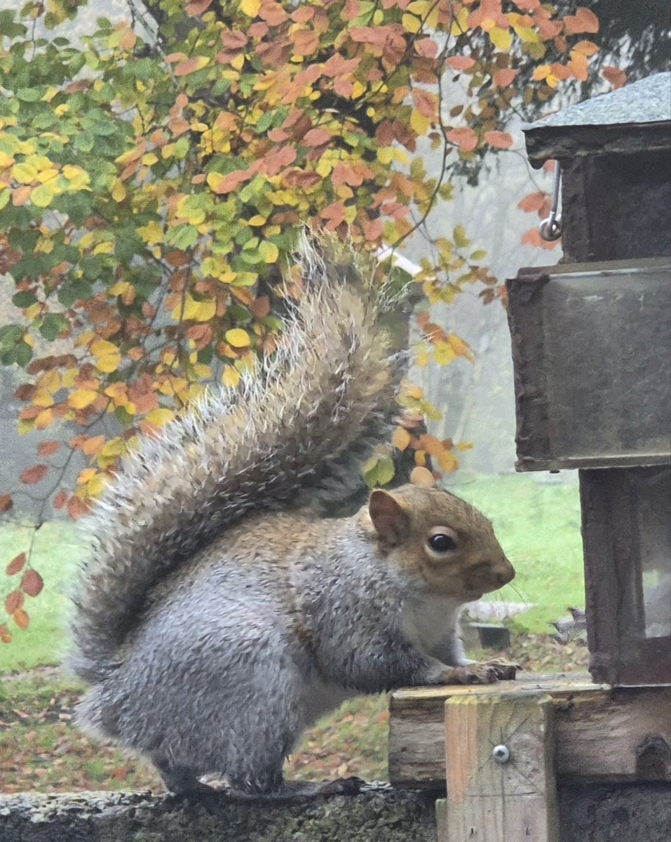 Welshmonitor's tweet image. Had a visitor this morning