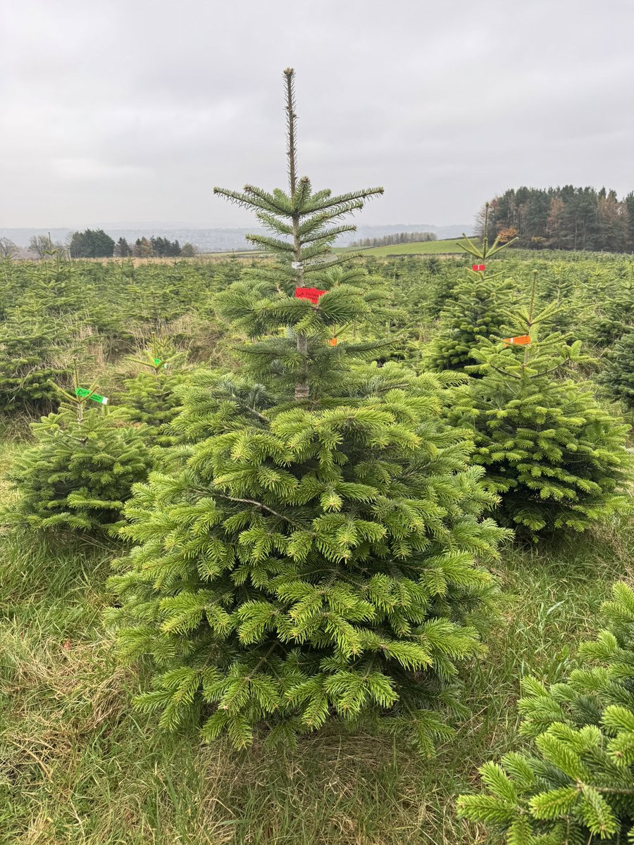 This years lovely Christmas tree selected from <a href="/GrowMeTrees/">@GrowMeTrees</a>