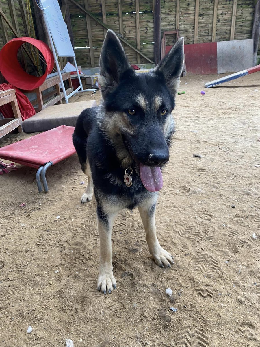 Daisy is 16mths old and she was picked up straying with Poppy, both girls are very friendly, can live with older kids and aren't bothered by other #dogs at the kennels 
#GermanShepherd #Cornwall 
 gsrelite.co.uk/daisy-10/