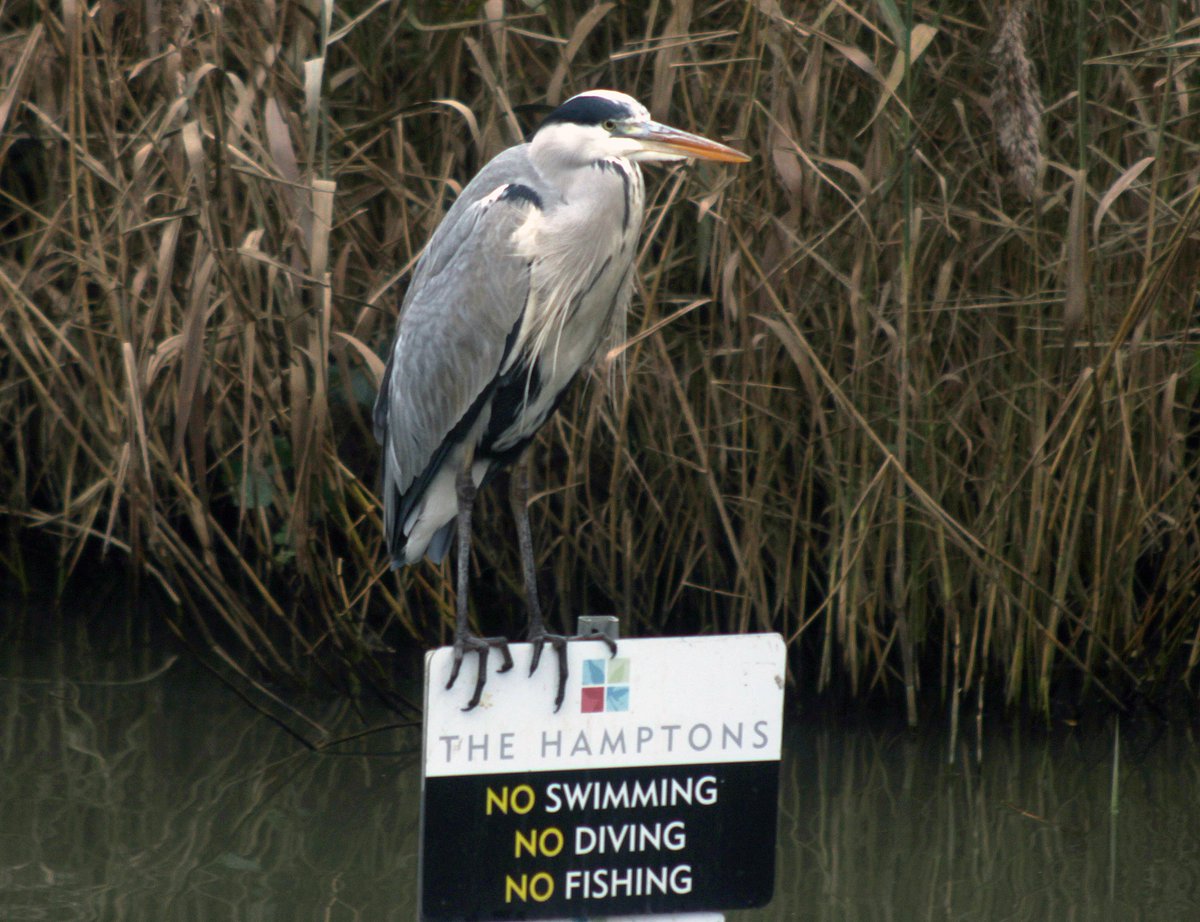 MorvienR's tweet photo. As the grey heron flew in the the Hampton's today in #WorcesterPark Surrey it landed on the #NoSwimming #NoDiving #Nofishing sign before it went fishing for lunch🐟@Team4Nature2 @every_heron @BBCSpringwatch @WildLondon @RSPB_Richmond @Britnatureguide @WildlifeMag @WildlifeTrusts https://t.co/QLY310AtH6