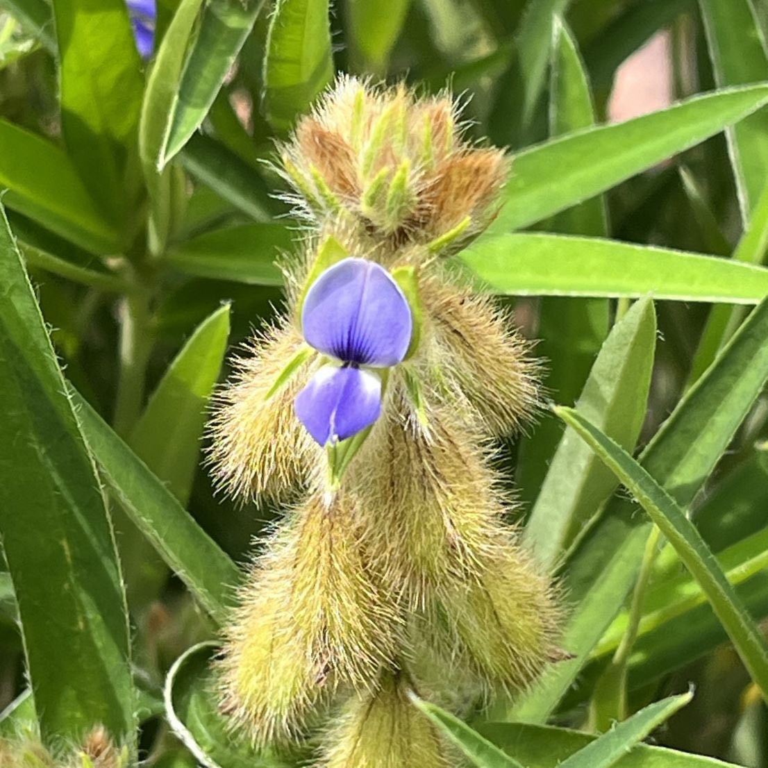 AnecDote0401's tweet photo. タヌキマメは蝶々のような青紫色の花を咲かせる一方、萼が獣のような毛に覆われ、花後の豆果を揺らすと中の種子が動いて音を鳴らします。
Click here for more -> https://t.co/sbcaBMqzgt
#Rattlebox #タヌキマメ #狸豆 #Crotalariasessiliflora https://t.co/6SjFqEPfzg