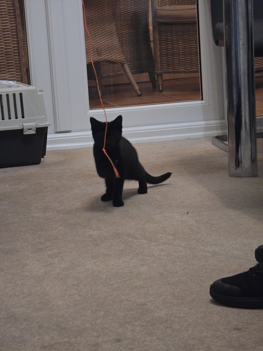 Peragwin1's tweet image. We've been welcoming two new young pusscat pals to our home. Ziggy (white) and Squeak (black) Squeak is outgoing and already causing trouble, Ziggy is more reserved and hiding at the moment.