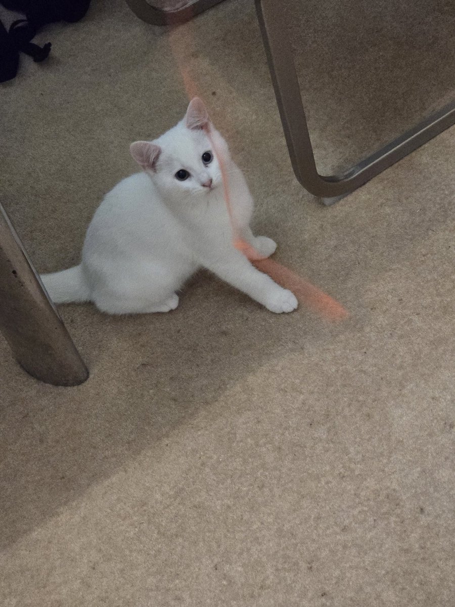 Peragwin1's tweet image. We've been welcoming two new young pusscat pals to our home. Ziggy (white) and Squeak (black) Squeak is outgoing and already causing trouble, Ziggy is more reserved and hiding at the moment.