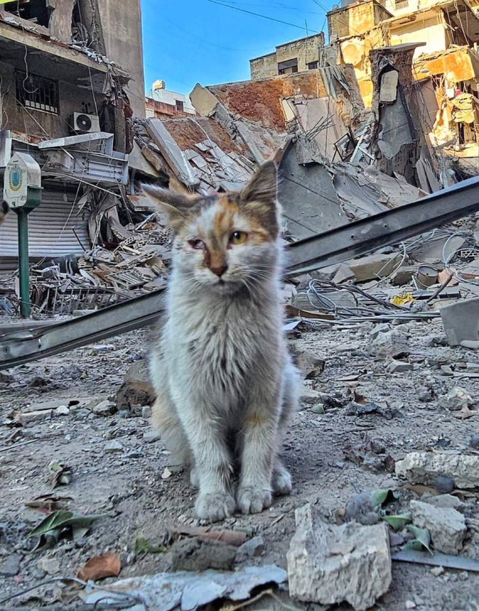 She reflects our pain..

 #Gaza