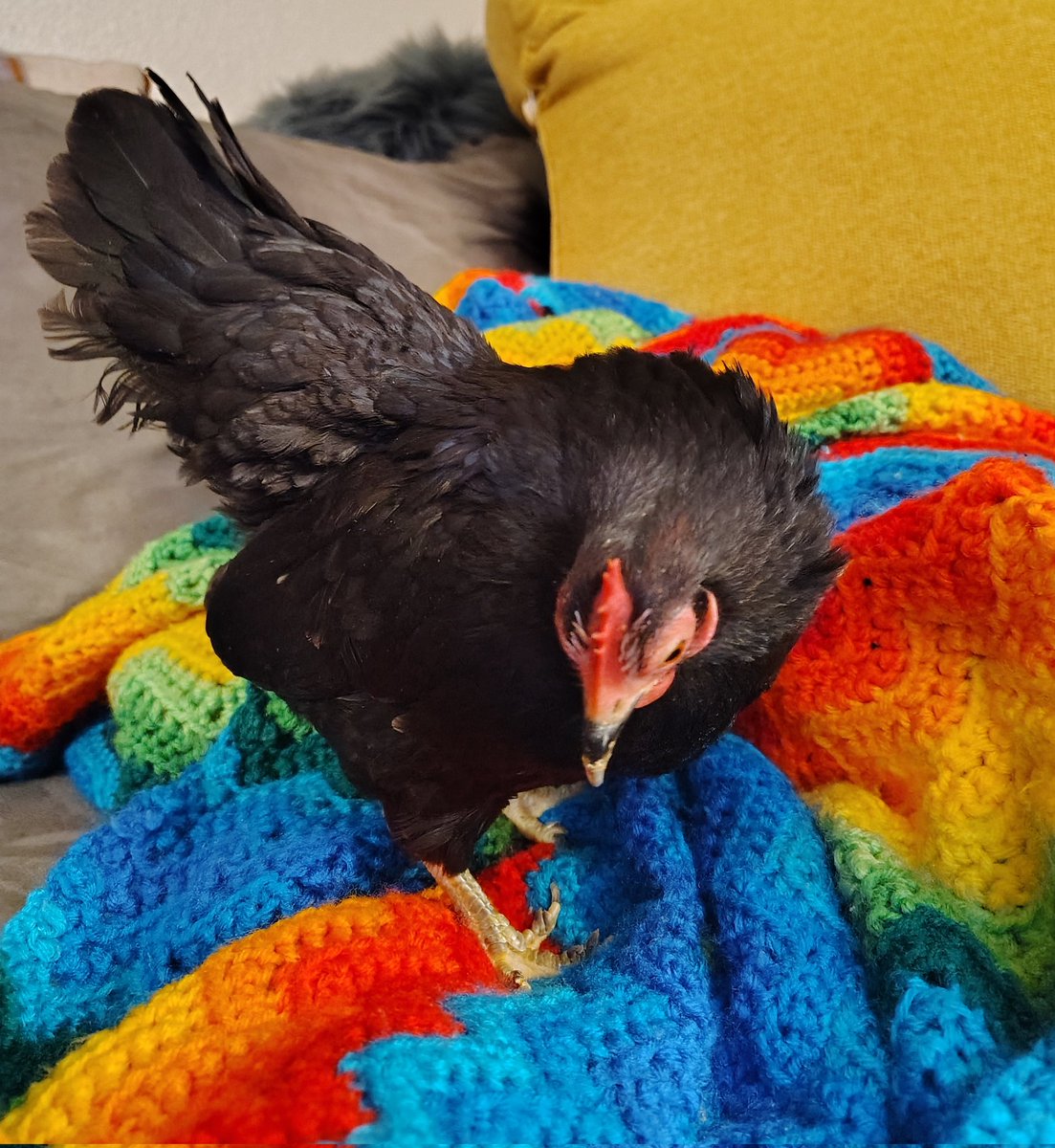 PocketPoultry's tweet photo. 🌈❤️ https://t.co/bROK9x46X2