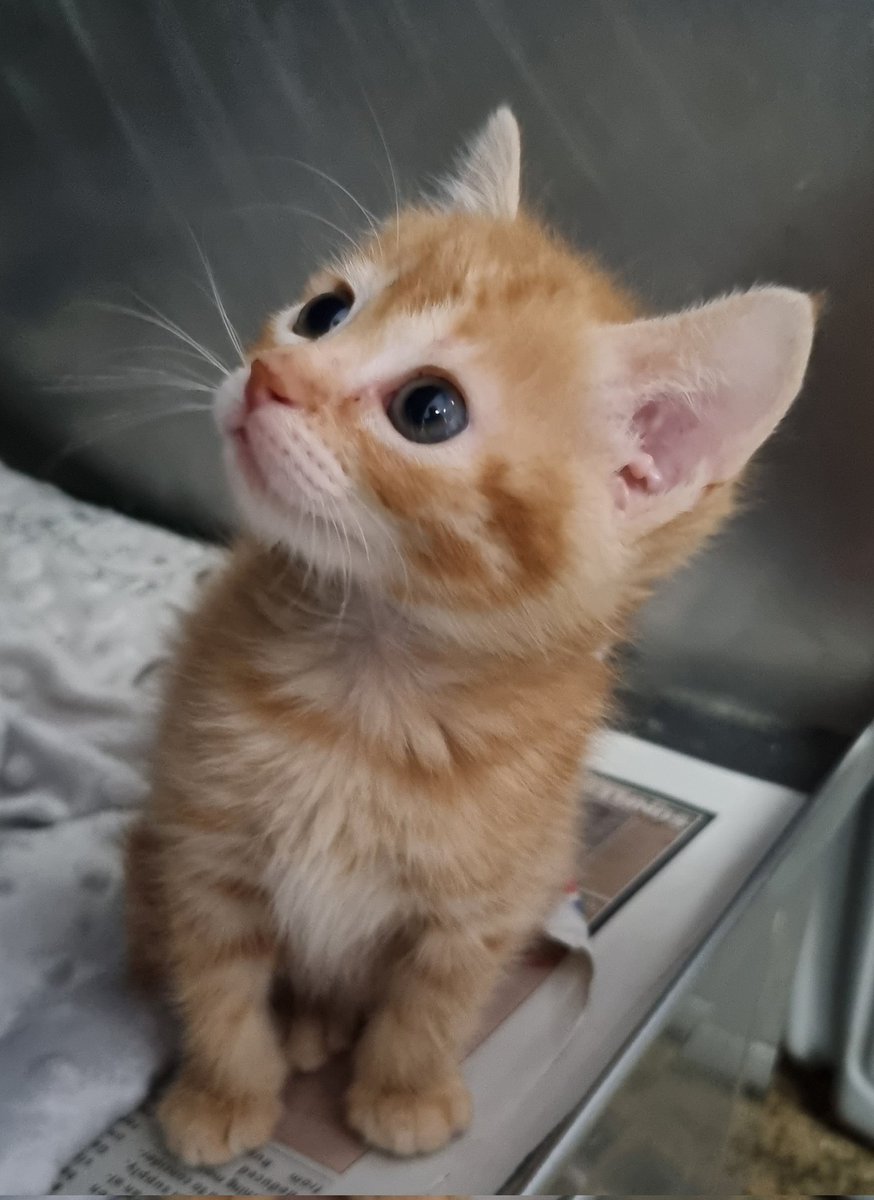 Sky ya tiene 6 semanas
Ha tenido una familia de acogida que le ha salvado la vida y ahora busca hogar definitivo.
Es una gata muy especial, como sabéis la mayoría de los gatitos naranjas son machos, ella es una rareza preciosa.