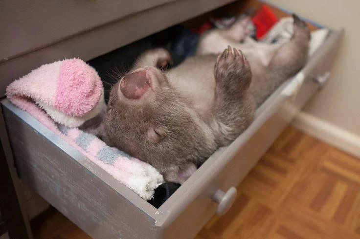 Time for $WOMBAT to sleep, we are going back up slowly but surely !💤

Let's wake up at a million marketcap ! 🥳