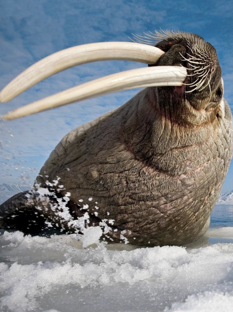 Clintonnoah (@clintonnoa20861) on Twitter photo 