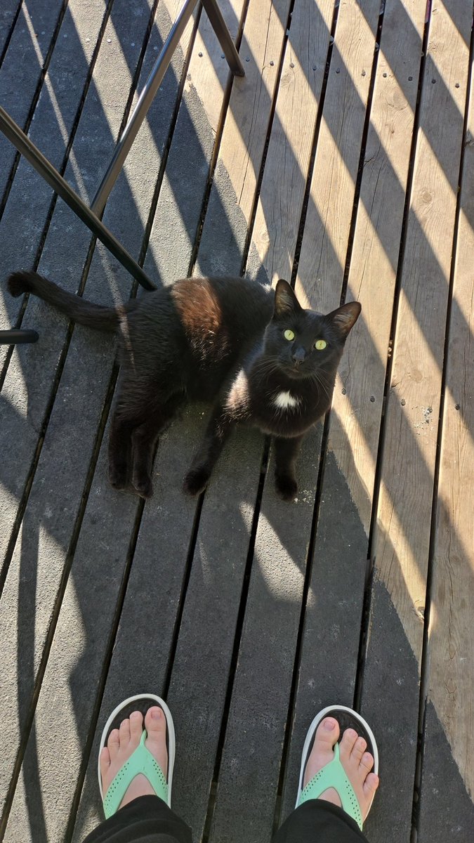 #NipClub pals,  URGENT ABANDONED CAT NEEDS FOREVER HOME.  He's a few years old,  neutered,  sweet lap cat. Abandoned outdoors when owners left.  He was an indoor kitty. Winters coming.  Transport available. In Wisconsin
