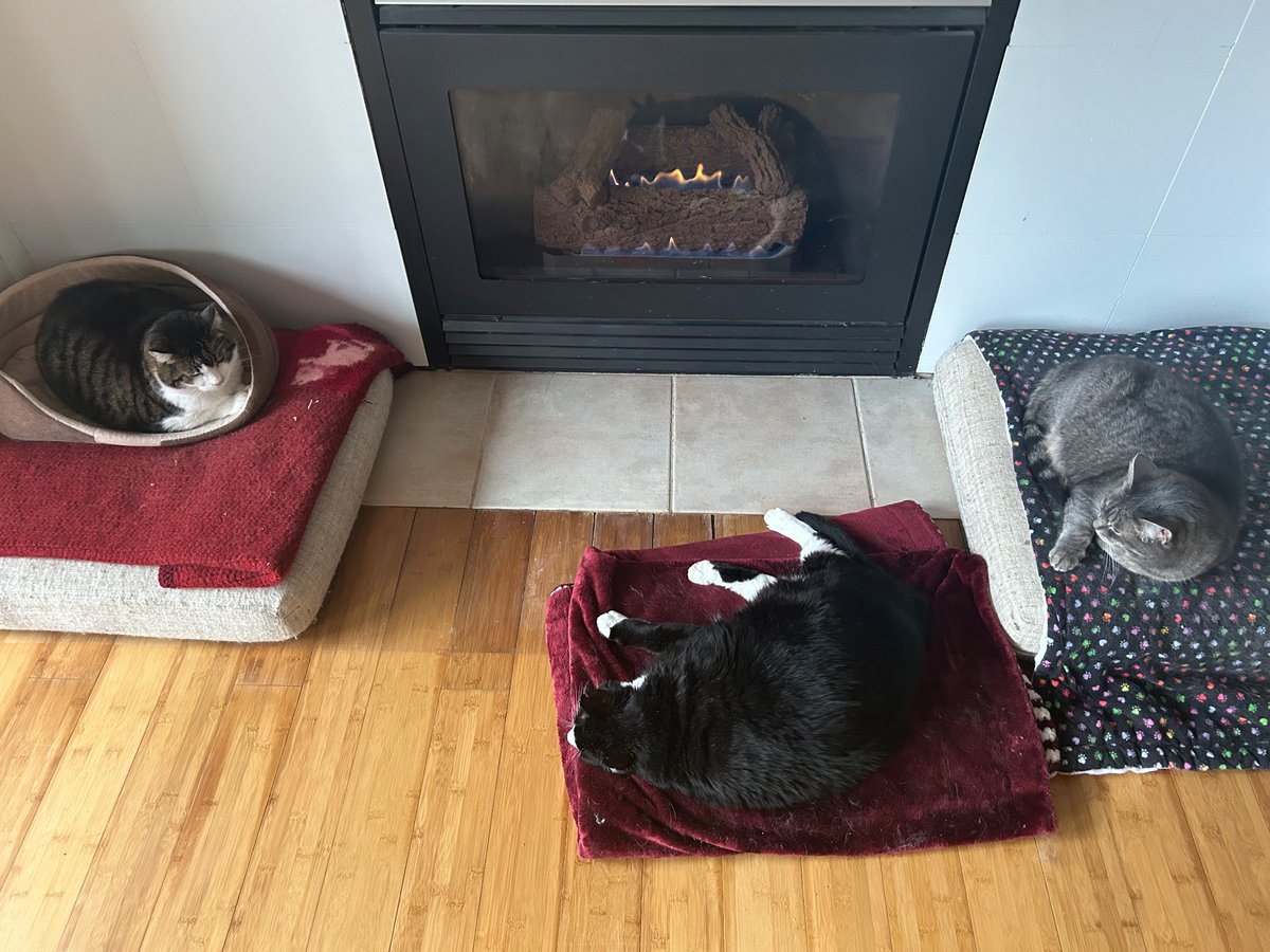 My babies snoozing by the fire. Happy caturday.