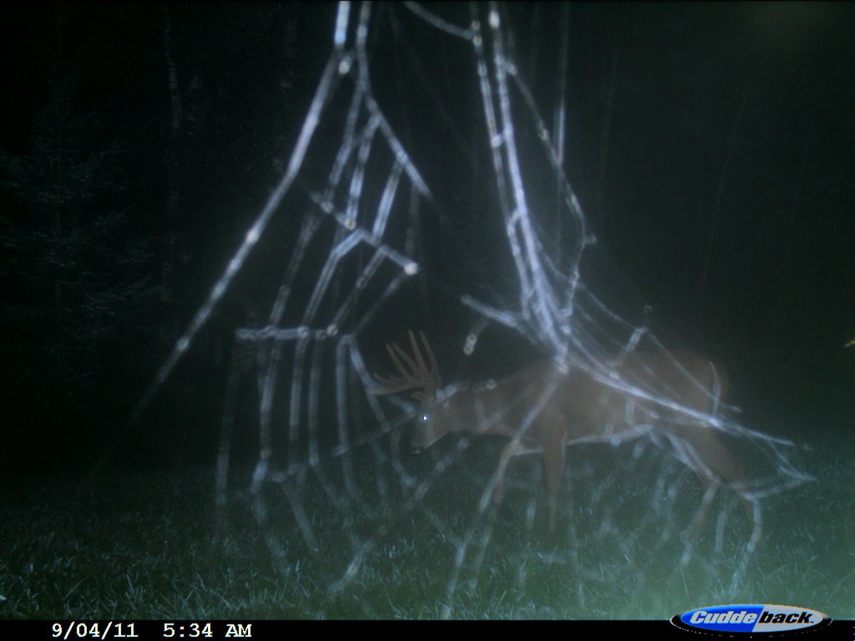 Trail_Cams's tweet photo. https://t.co/lygc4sTb4H