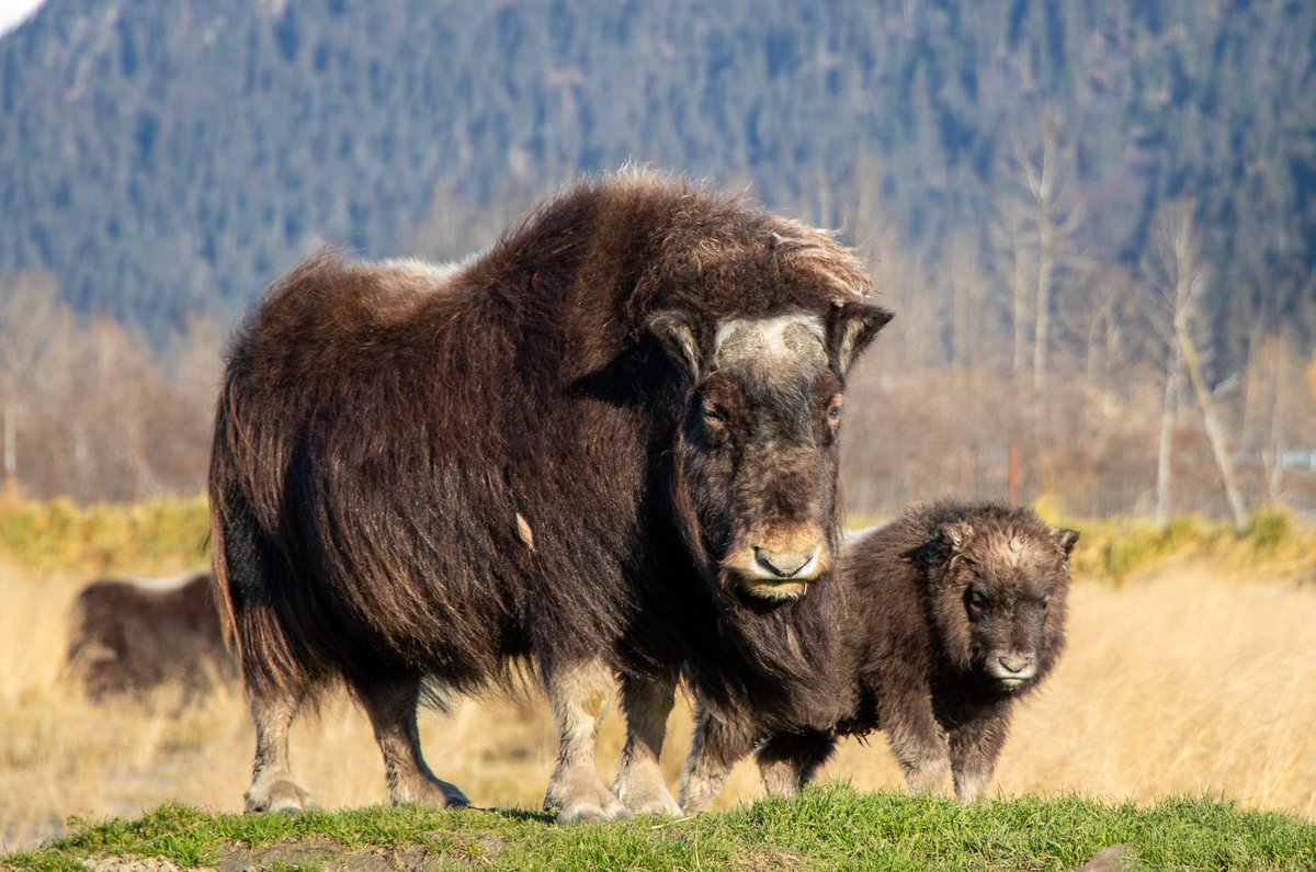 For four years, MuskOx has teamed up with the AWCC to support American wildlife. This year, we’ve got something special—a baby muskox!  We're in search of a name for this little one, and we want your help! Drop your name ideas in the comments below! 🦬🏔️🤭 #roamfreely #gomuskox