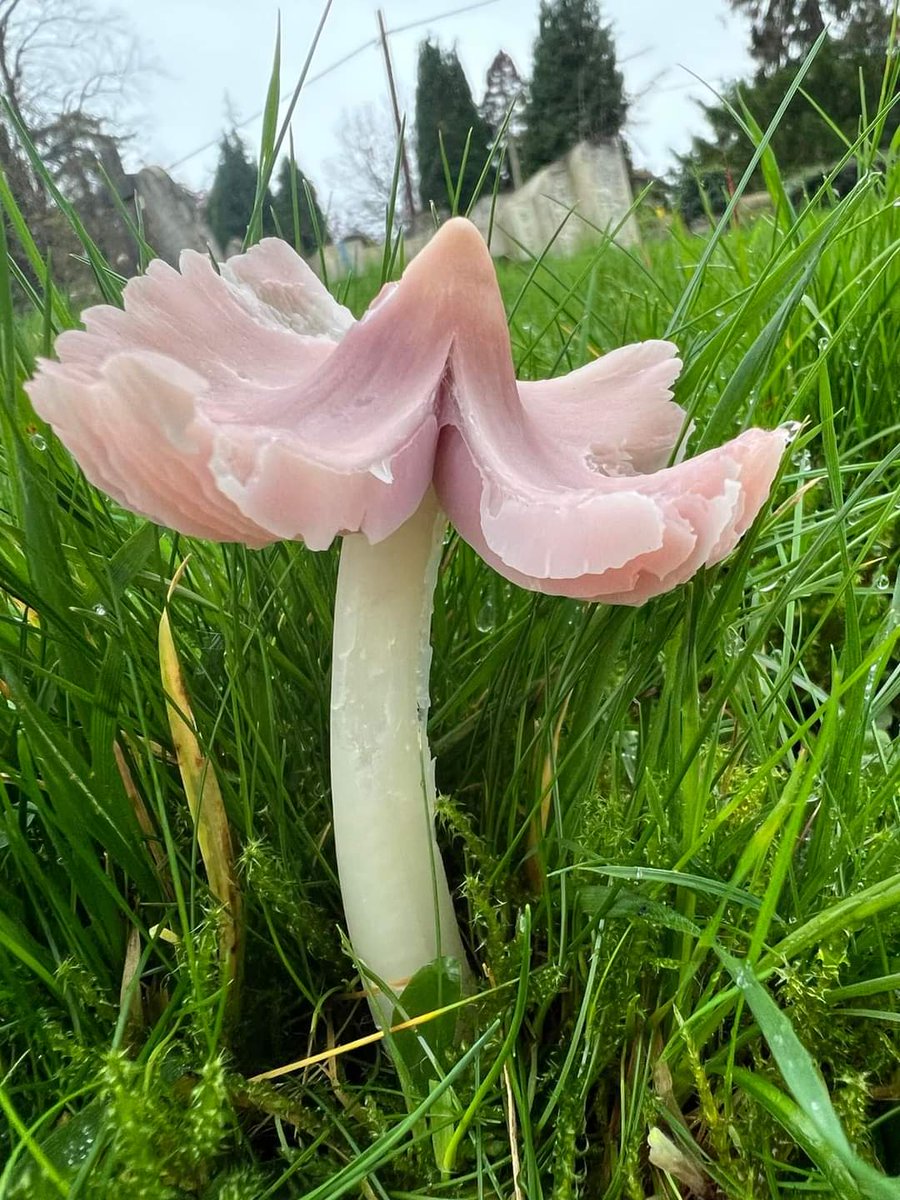 Now is a great time to go in search of #Waxcap #Fungi in #GreatIrishGrasslands 😀🍄 ... and don't forget the #free guide to Irish #grassland fungi downloadable here: greatirishgrasslands.ie/learn-more-abo…

Image is of the beautiful species the #BallerinaWaxcap by Clare Blair Sealey in UK