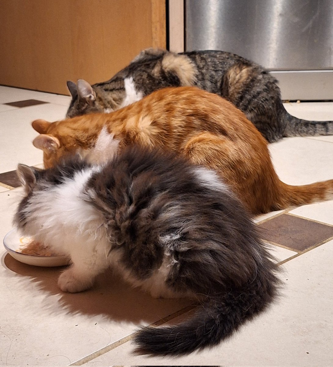 😼³

#caturday #CatsOfTwitter 
#Beti💙 #Cookie🧡 #Taxi🩶