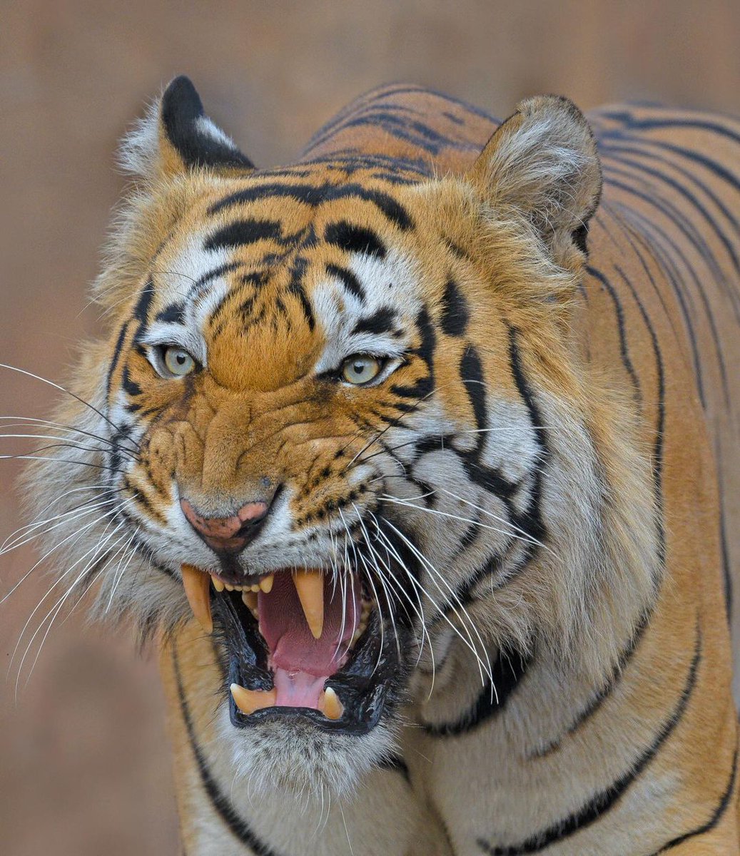 🌴 Vagrant 🌴 tweet media